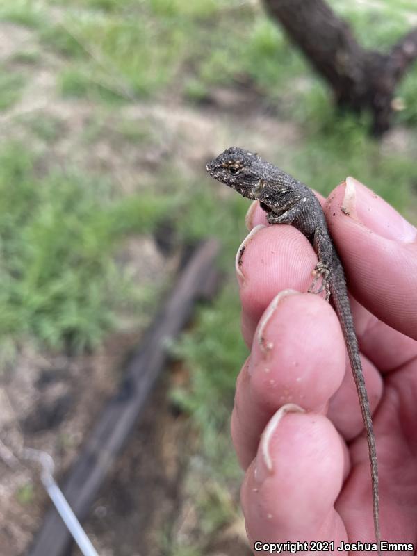 Great Basin Fence Lizard (Sceloporus occidentalis longipes)