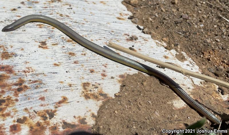 California Legless Lizard (Anniella pulchra)