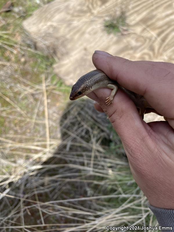 Western Redtail Skink (Plestiodon gilberti rubricaudatus)