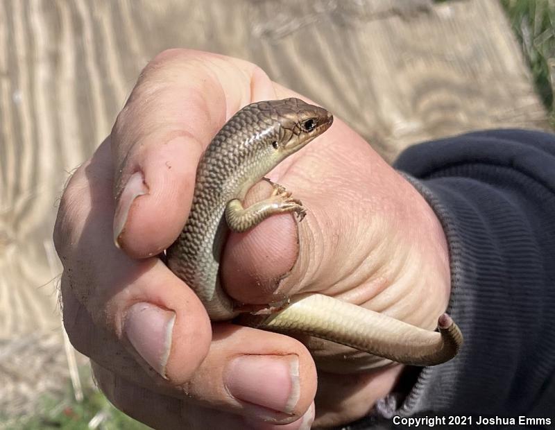 Western Redtail Skink (Plestiodon gilberti rubricaudatus)