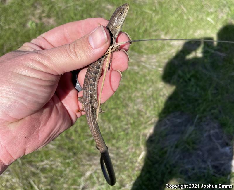 California Alligator Lizard (Elgaria multicarinata multicarinata)