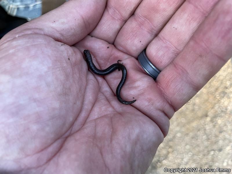 San Simeon Slender Salamander (Batrachoseps incognitus)