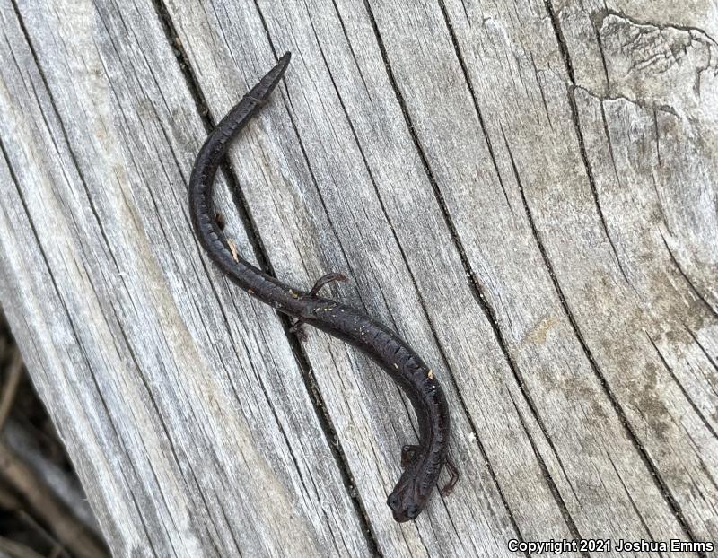 San Simeon Slender Salamander (Batrachoseps incognitus)