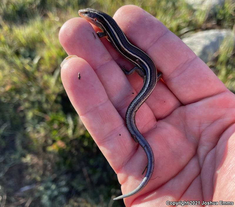 Western Skink (Plestiodon skiltonianus skiltonianus)