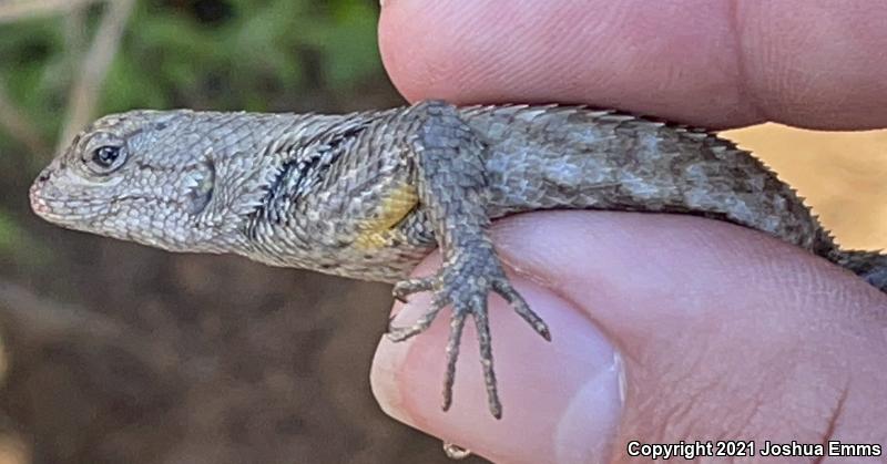 Great Basin Fence Lizard (Sceloporus occidentalis longipes)