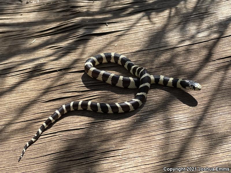 California Kingsnake (Lampropeltis getula californiae)