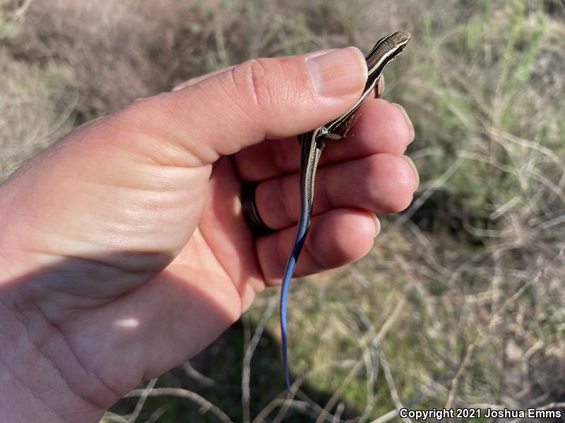 Western Skink (Plestiodon skiltonianus skiltonianus)