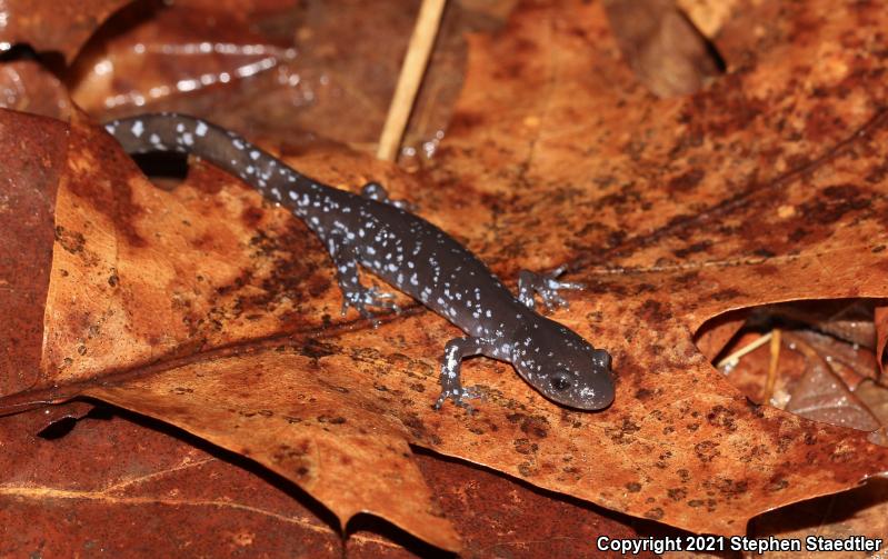 Blue-spotted Salamander (Ambystoma laterale)