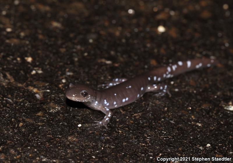 Blue-spotted Salamander (Ambystoma laterale)