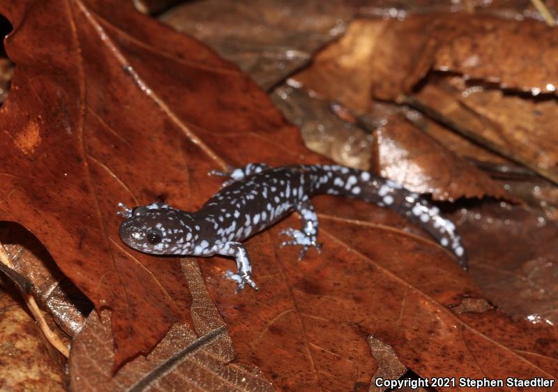 Blue-spotted Salamander (Ambystoma laterale)