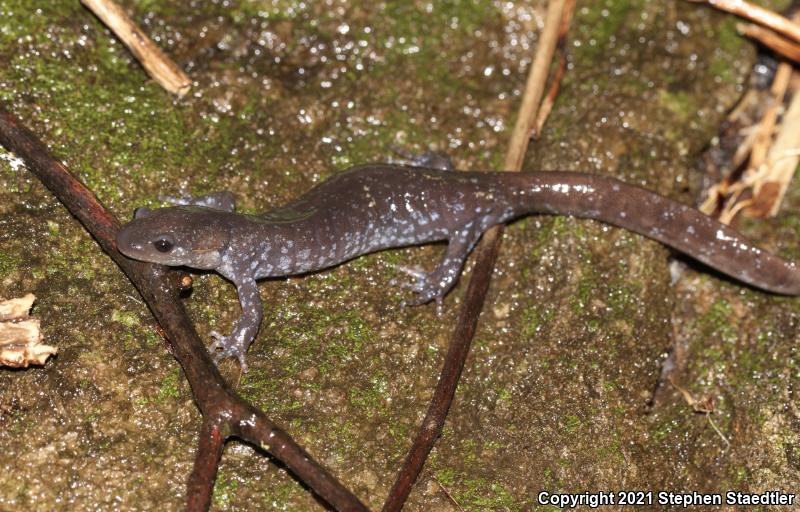 Jefferson Salamander (Ambystoma jeffersonianum)