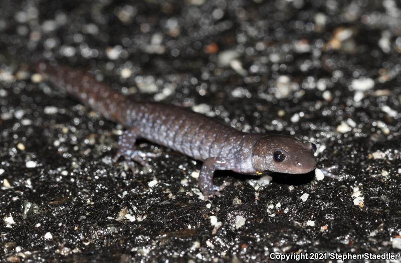 Jefferson Salamander (Ambystoma jeffersonianum)