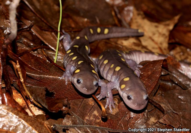 Spotted Salamander (Ambystoma maculatum)