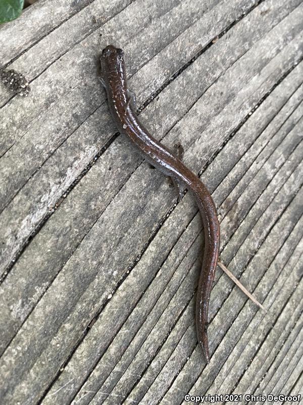 Garden Slender Salamander (Batrachoseps major)