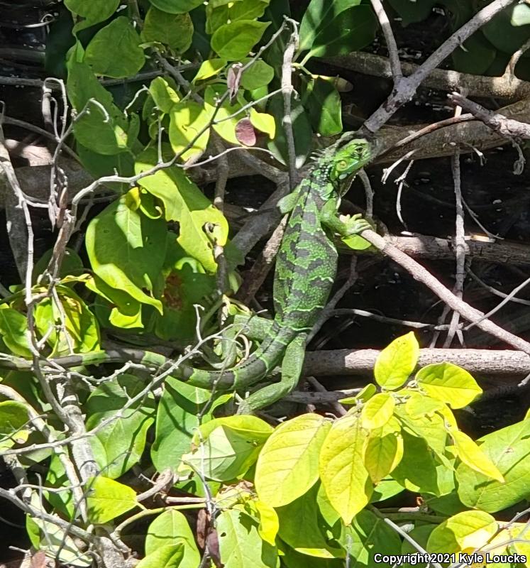 Green Iguana (Iguana iguana)