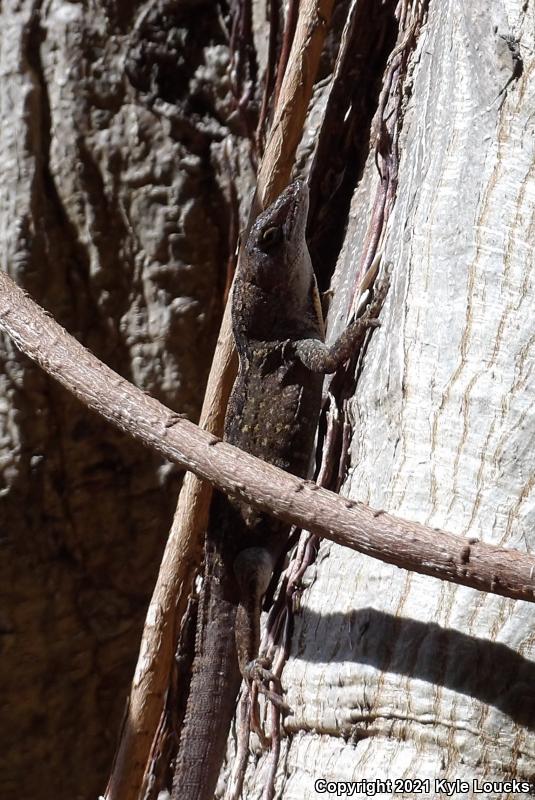 Cuban Brown Anole (Anolis sagrei sagrei)