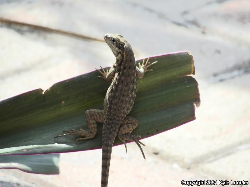 Northern Curly-tailed Lizard (Leiocephalus carinatus)