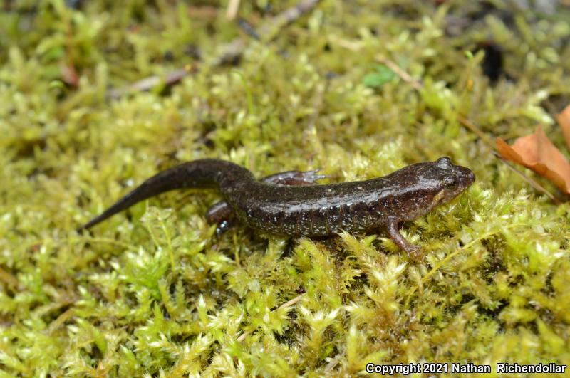 Apalachicola Dusky Salamander (Desmognathus apalachicolae)