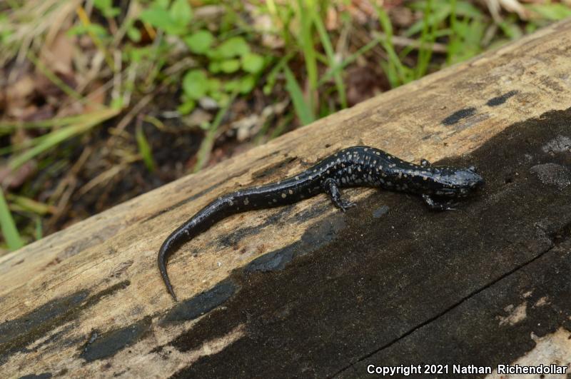 Southeastern Slimy Salamander (Plethodon grobmani)