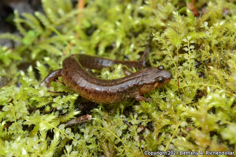 Apalachicola Dusky Salamander (Desmognathus apalachicolae)