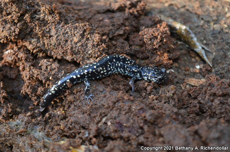 Southeastern Slimy Salamander (Plethodon grobmani)