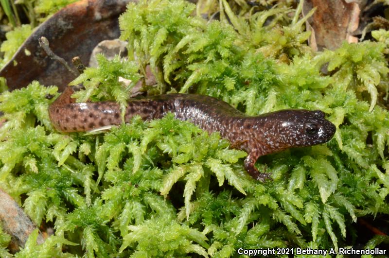 Southern Red Salamander (Pseudotriton ruber vioscai)