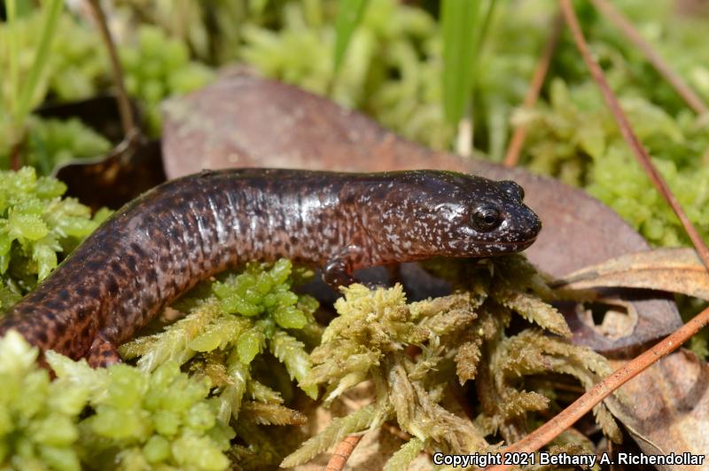 Southern Red Salamander (Pseudotriton ruber vioscai)