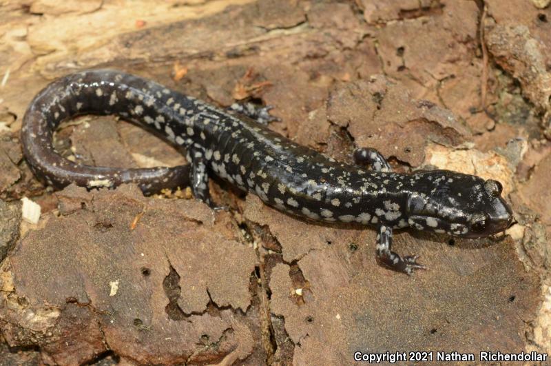 Ocmulgee Slimy Salamander (Plethodon ocmulgee)