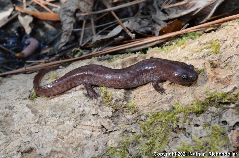 Southern Red Salamander (Pseudotriton ruber vioscai)