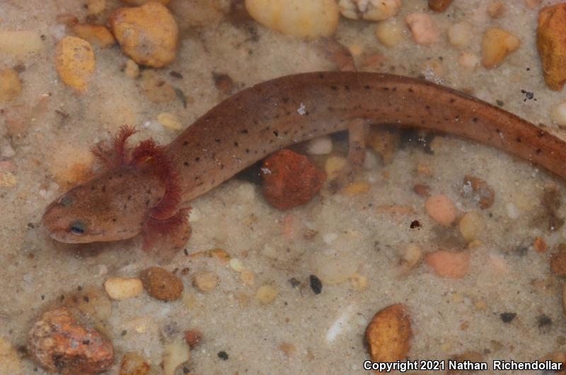 Gulf Coast Mud Salamander (Pseudotriton montanus flavissimus)