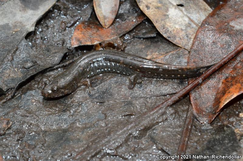 Southern Dusky Salamander (Desmognathus auriculatus)