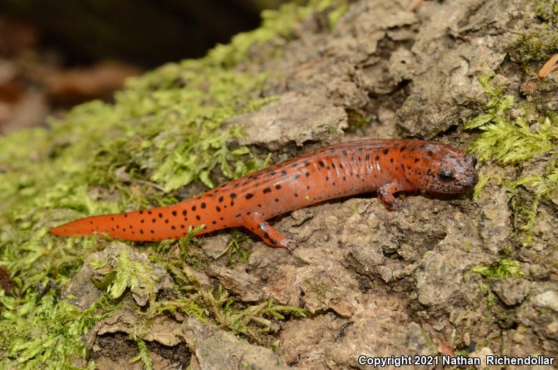 Southern Red Salamander (Pseudotriton ruber vioscai)