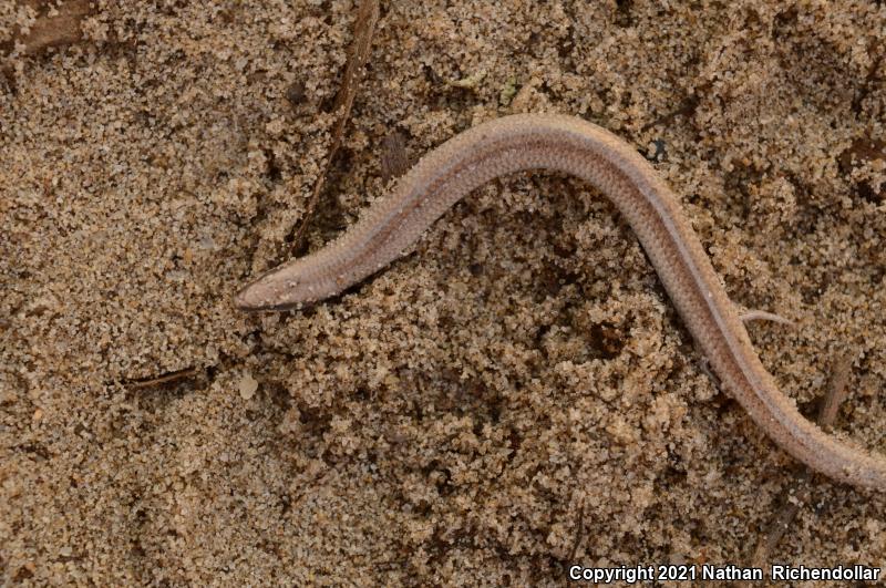 Sand Skink (Plestiodon reynoldsi)