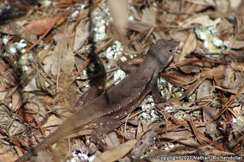 Florida Scrub Lizard (Sceloporus woodi)