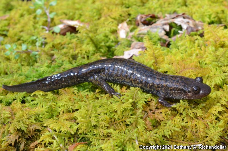 Dwarf Black-bellied Salamander (Desmognathus folkertsi)