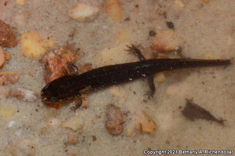 Southern Dusky Salamander (Desmognathus auriculatus)