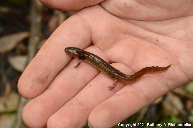 Southern Red Salamander (Pseudotriton ruber vioscai)