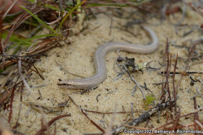 Sand Skink (Plestiodon reynoldsi)