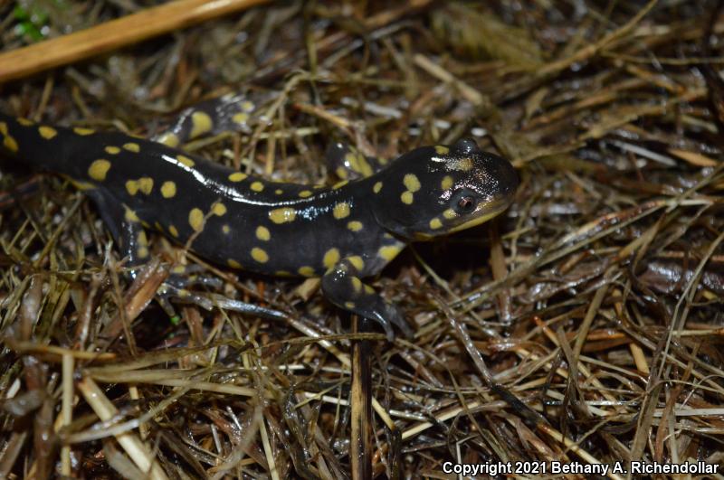 Eastern Tiger Salamander (Ambystoma tigrinum)