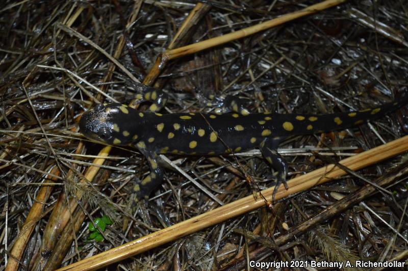 Eastern Tiger Salamander (Ambystoma tigrinum)