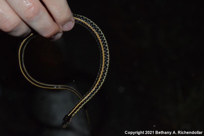 Orange-striped Ribbonsnake (Thamnophis proximus proximus)