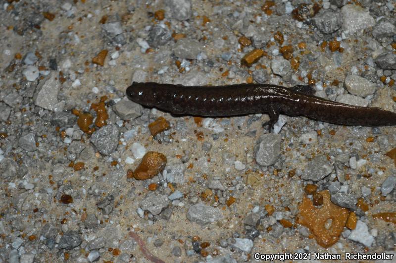 Small-mouthed Salamander (Ambystoma texanum)