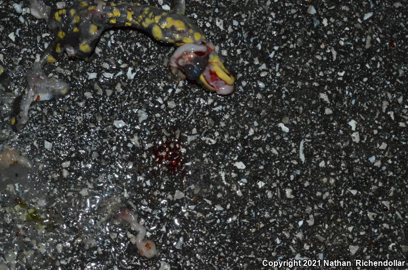 Eastern Tiger Salamander (Ambystoma tigrinum)