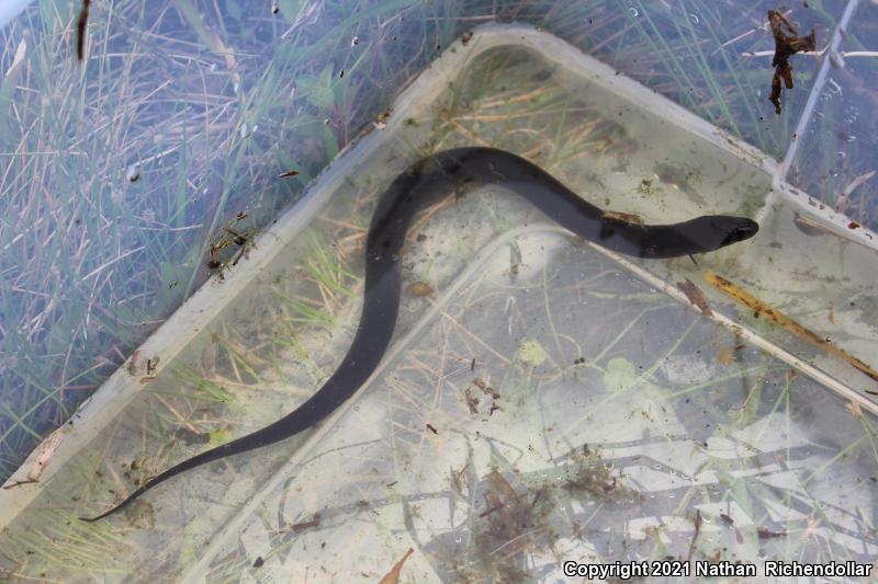 Two-toed Amphiuma (Amphiuma means)