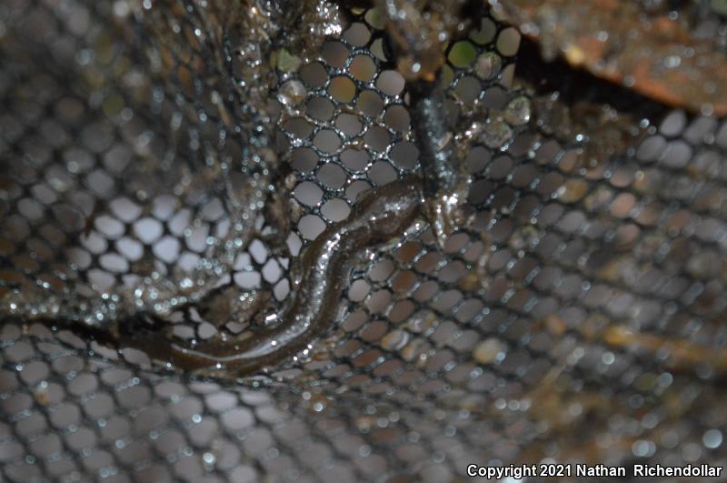 Southern Red Salamander (Pseudotriton ruber vioscai)