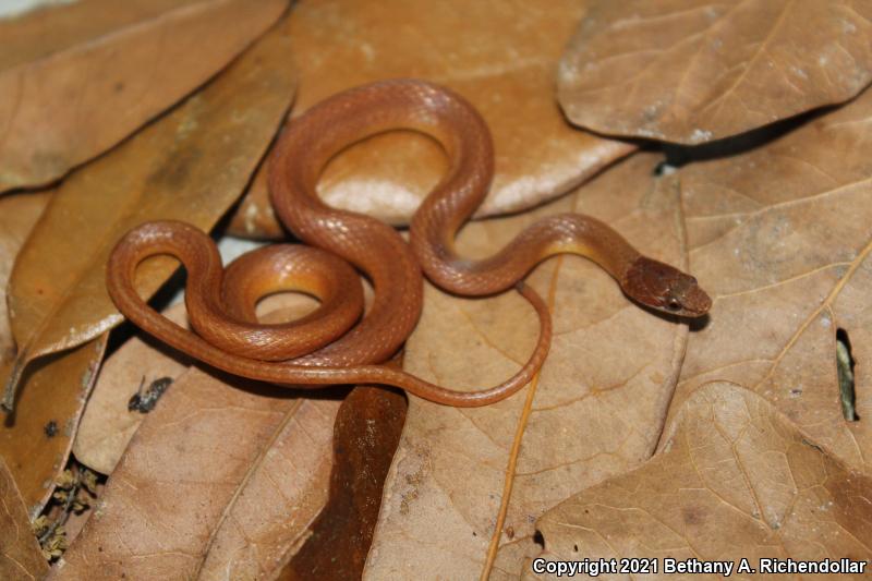 Pine Woods Littersnake (Rhadinaea flavilata)