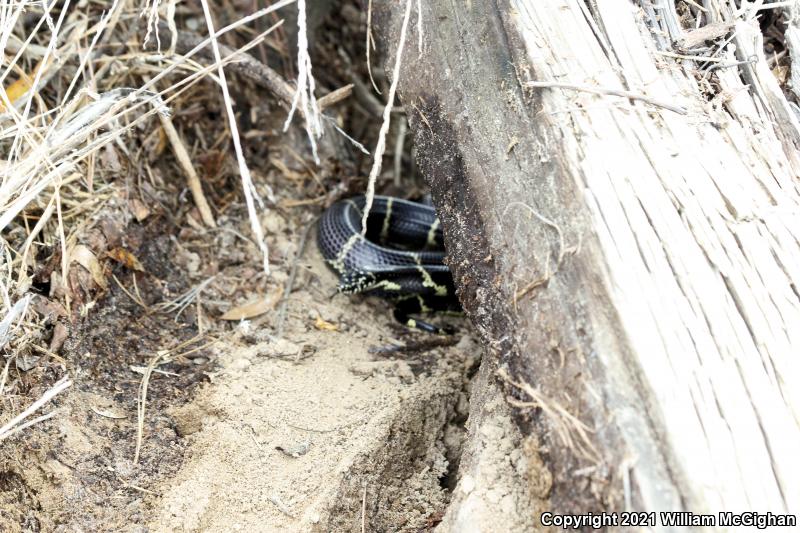 Eastern Kingsnake (Lampropeltis getula getula)