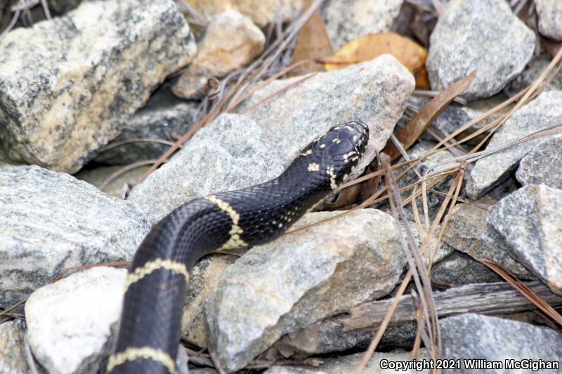 Eastern Kingsnake (Lampropeltis getula getula)