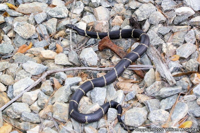 Eastern Kingsnake (Lampropeltis getula getula)