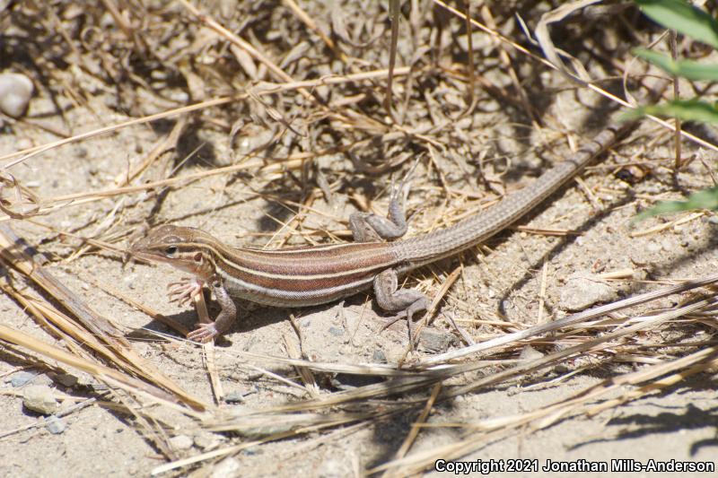 Belding's Orange-throated Whiptail (Aspidoscelis hyperythra beldingi)